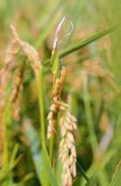 Çeltik beyaz uç nematodunun bayrak yapraklardaki zararı